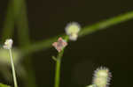 Hairy bedstraw